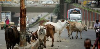 വാഹനങ്ങൾക്ക് ഭീഷണി; ഇരിക്കൂർ ടൗണിൽ അലഞ്ഞു തിരിഞ്ഞ് പശുക്കൾ Cows On Road In Kannur