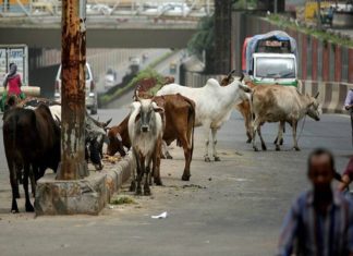 Cows On Road In Kannur