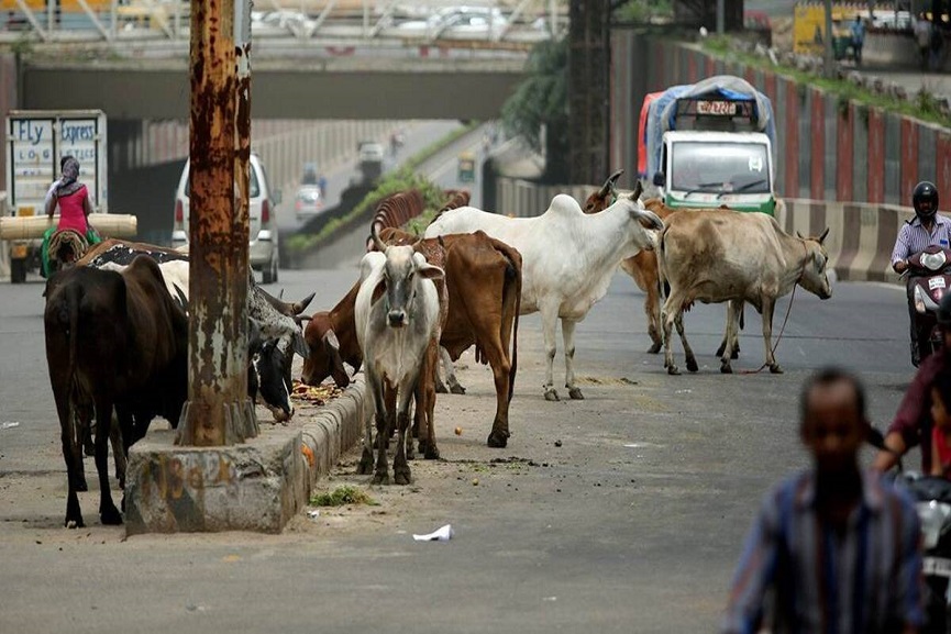 Cows On Road In Kannur Cows On Road In Kannur