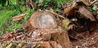 muttil-wood smuggling