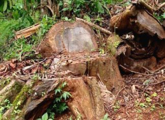 മുട്ടിൽ മരംമുറി കേസ്; പ്രതികളെ ക്രൈം ബ്രാഞ്ച് കസ്റ്റഡിയിൽ വിട്ടു muttil-wood smuggling