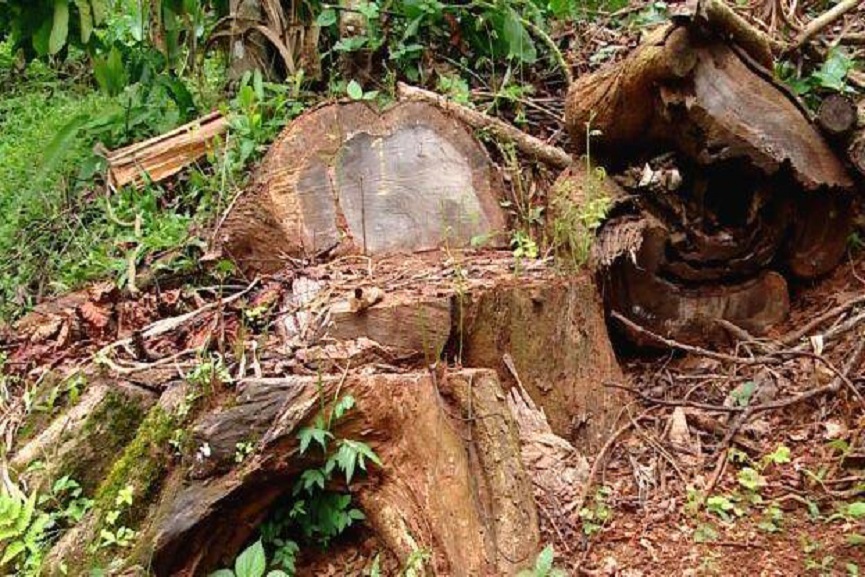 muttil-wood smuggling muttil-wood smuggling