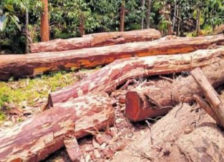 അടിമാലി മരംമുറി കേസ്; ഒന്നാംപ്രതി മുൻ റേഞ്ച് ഓഫിസർ ജോജി ജോൺ കീഴടങ്ങി Adimali-wood-cut-case