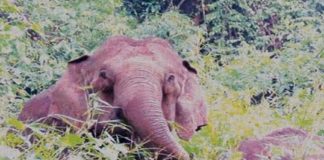 wild elephant in malappuram