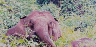 wild elephant in Kozhikode