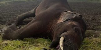 elephant died in Palakkad