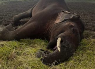 elephant died in Palakkad
