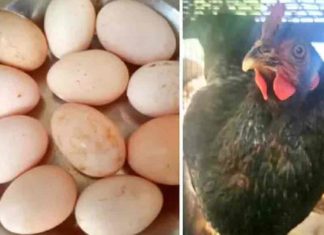 ഒന്നല്ല, ഒരു ദിവസം 11 മുട്ടയിട്ട് കോഴി 11 eggs in one day