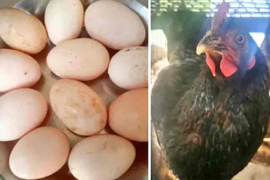 11 eggs in one day 11 eggs in one day