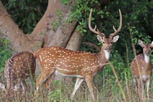 spotted deer hunt