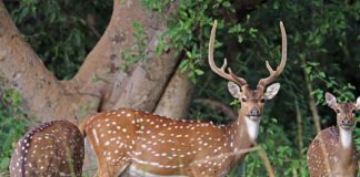 spotted deer hunt