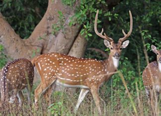 spotted deer hunt