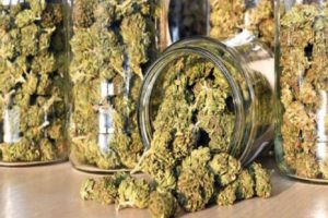 cannabis seized kozhikode
