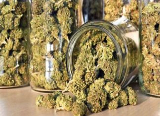 കോഴിക്കോട് കട്ടിപ്പാറയിൽ 2.100 കിലോ ഗ്രാം കഞ്ചാവ് പിടികൂടി cannabis seized kozhikode