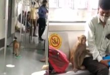 monkey in metro