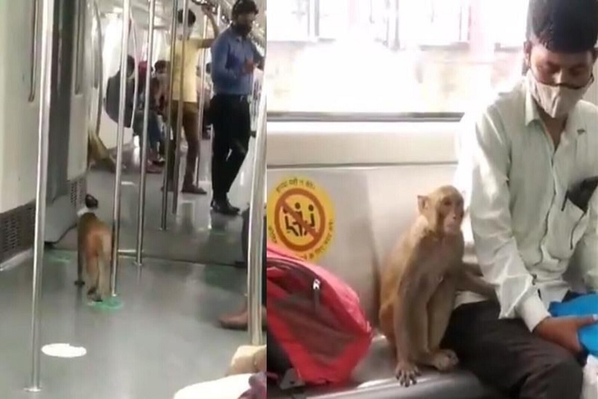 monkey in metro