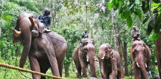 വ്രണവുമായി അലഞ്ഞ കാട്ടാനക്ക് ചികിൽസ; ആനക്കൊട്ടിലിൽ എത്തിച്ചു