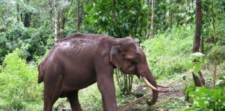 വ്രണവുമായി നടന്ന കാട്ടാനയെ പിടികൂടി; ചികിൽസ നൽകും