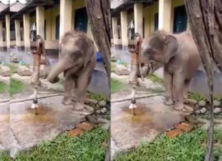 ഹാൻഡ് പമ്പ് പ്രവർത്തിപ്പിച്ച് വെള്ളം കുടിക്കുന്ന ആനക്കുട്ടി; കൗതുകമായി വീഡിയോ elephant-drinking-water-by-hand-pump-interesting-video