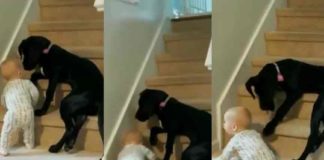 'Do not climb stairs, will fall'; The dog protecting baby