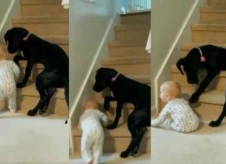 'Do not climb stairs, will fall'; The dog protecting baby