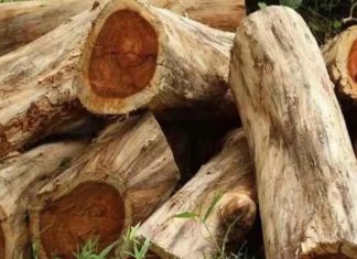 വയനാട് സുഗന്ധഗിരി മരംകൊള്ള; തടി കടത്തിയ മൂന്നുപേർ അറസ്റ്റിൽ wood smuggling case