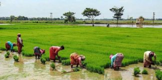 ഒറ്റപ്പാലം മേഖലയിൽ ഒന്നാംവിള കൃഷി കുറയുന്നു