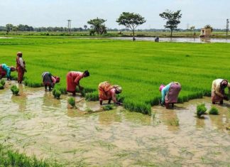 เดเดฑเตเดฑเดชเตเดชเดพเดฒเด เดฎเตเดเดฒเดฏเดฟเตฝ เดเดจเตเดจเดพเดเดตเดฟเดณ เดเตเดทเดฟ เดเตเดฑเดฏเตเดจเตเดจเต