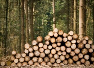 പാലക്കയം മരംകൊള്ള; കൂടുതൽ നടപടിയുമായി വനം വകുപ്പ് Wood smuggling