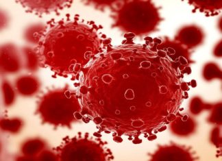 വവ്വാലുകളില് പുതിയ കൊറോണ വൈറസ് സാന്നിധ്യമെന്ന് ഗവേഷകര് covid virus