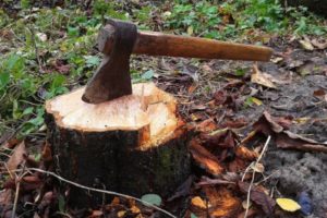 MalabarNews_wood smuggling