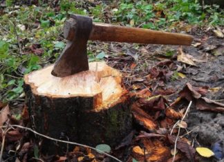 MalabarNews_wood smuggling