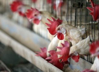 Poultry farm