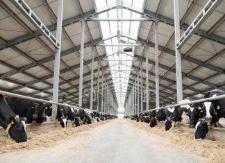 One month since the government closed dairy farms; The cows could not be auctioned