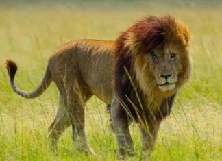 സിംഹങ്ങളിലെ ‘സൂപ്പർ സ്റ്റാർ’ സ്കാർഫേസ് വിടവാങ്ങി the-super-starof-the-lions-scarface-dies