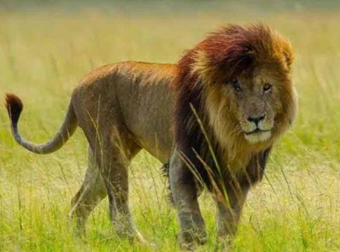 the-super-starof-the-lions-scarface-dies