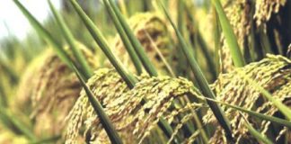 വേനൽമഴ; 2 കോടിയുടെ നെല്ല് നശിച്ച് പൊന്നാനി കോളിലെ 5 പഞ്ചായത്തുകൾ