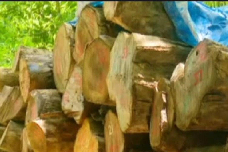 The timber will be confiscated by the government The timber will be confiscated by the government