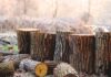 Wayanad tree felling case