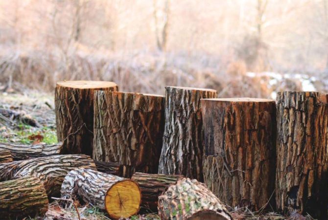 Wayanad tree felling case