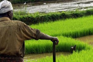 paddy farmers