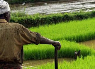 മഴ ലഭിച്ചില്ല, നെൽകർഷകർ ദുരിതത്തിൽ; ജലസേചനത്തിന് മലമ്പുഴ ഡാം തുറക്കും paddy farmers