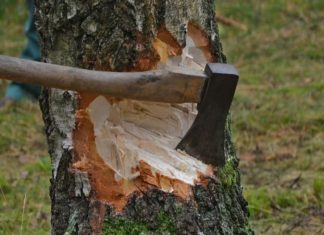 മുട്ടിൽ മരം കൊള്ള; വിശദമായ അന്വേഷണം നടത്തും tree cut_muttil