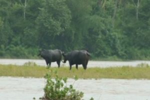 Bharathapuzha-cattle