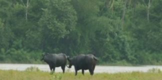 Bharathapuzha-cattle