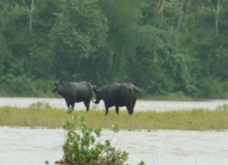 Bharathapuzha-cattle