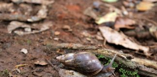 ആഫ്രിക്കൻ ഒച്ചുകളുടെ ആക്രമണം രൂക്ഷം; ജില്ലയിൽ ജാഗ്രതാ നിർദ്ദേശം നൽകി