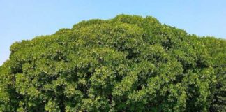 റോഡ് നിർമാണത്തിനായി കണ്ടൽക്കാടുകൾ നശിപ്പിച്ചു; പരാതി Mangroves