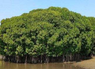 Mangroves