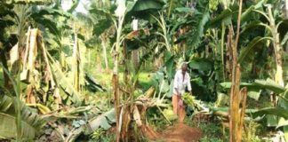 കാലവർഷക്കെടുതി; മടിക്കൈയിൽ 11 ലക്ഷത്തിന്റെ കൃഷിനാശം